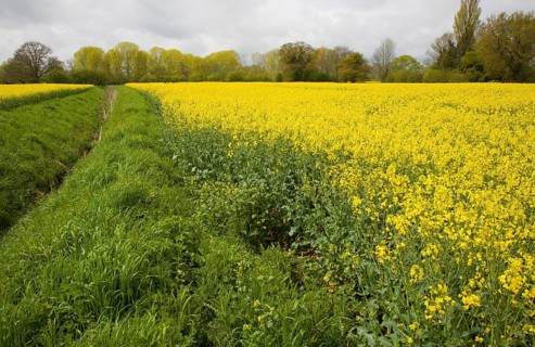 Yellow flowers of oil seed rape crop growing in field, Suffolk, England, United Kingdom, Europe