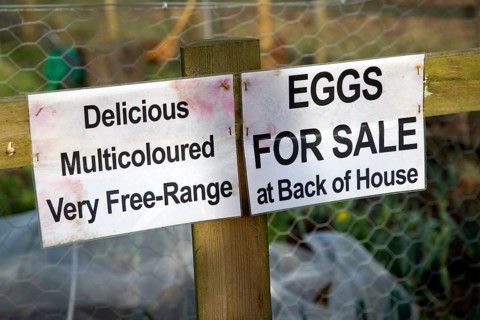 Free range eggs for sale sign on garden fence