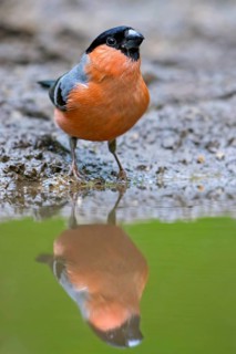 Eurasian bullfinch, common bullfinch (Pyrrhula pyrrhula) reflection in water of male drinking from