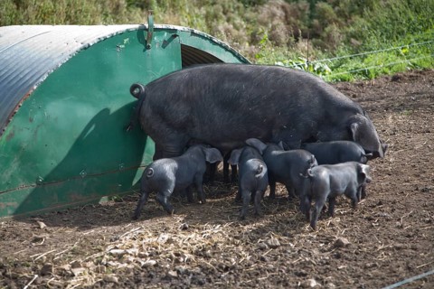 Suffolk large black pig sow weaning her piglets at the Suffolk Punch Trust, Hollesley, Suffolk,
