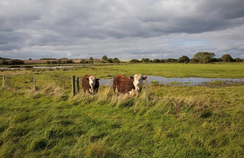 Hereford cattle calves grazing in wetland marshland Boyton Marshes, Suffolk, England, United