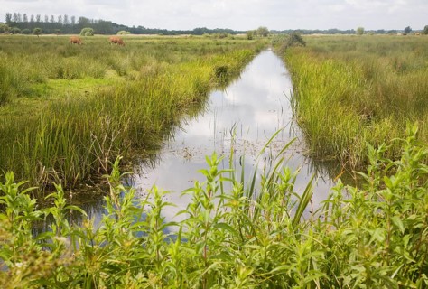 Drainage ditch in marshes of River Waveney flood plain, near Oulton Broad, Suffolk, England, United