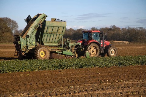 Thyregod sugar beet harvester drawn by tractor harvesting field, Shottisham, Suffolk, England,