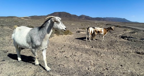 Wild goats (Cabra majorera) in the volcanic landscape behind on the southern tip of the Jandia