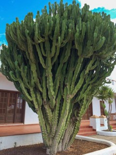 Spurge cactus (Euphorbia ingens) Candelabra tree, Naboom, Cowboy cactus, Antigua, Fuerteventura,