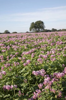 Purple flowers of potato crop growing in a field, Shottisham, Suffolk, England, United Kingdom,