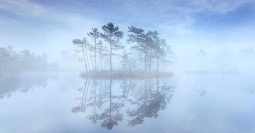 Small island with Scots pine trees in morning mist reflected in pond at Knuthoejdsmossen, nature