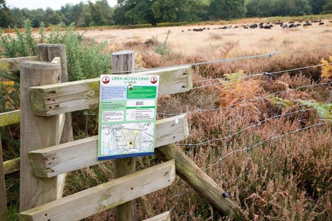 Sign for Open Access land managed conservation grazing by Hebridean sheep, Sutton Heath, Suffolk,