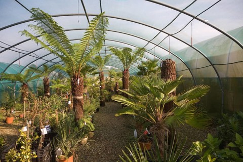 The Exotic Garden Company specialises in plants for a changing climate, Aldeburgh, Suffolk,