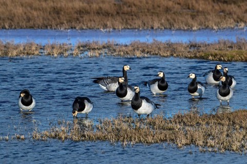 Flock of barnacle geese (Branta leucopsis) resting in wetland in winter, Schouwen-Duiveland,