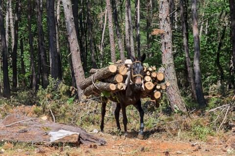 A mule loaded with freshly cut logs in a forest, near Soufli, Eastern Macedonia and Thrace, Greece,
