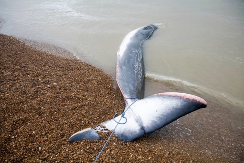 Fin Whale, Balaenoptera physalus, washed up dead on Shingle Street, Suffolk, England, United