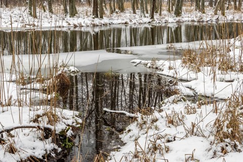 Sapina River and the riparian forest, the swamp, partially reflecting in the slowly flowing water,