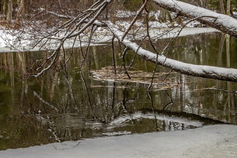 Sapina River and the riparian forest, the swamp, partially reflecting in the slowly flowing water,