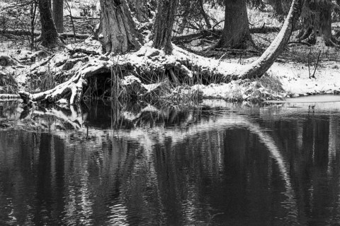 Sapina River and the riparian forest, the swamp, partially reflecting in the slowly flowing water,
