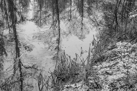 Sapina River and the riparian forest, the swamp, partially reflecting in the slowly flowing water,