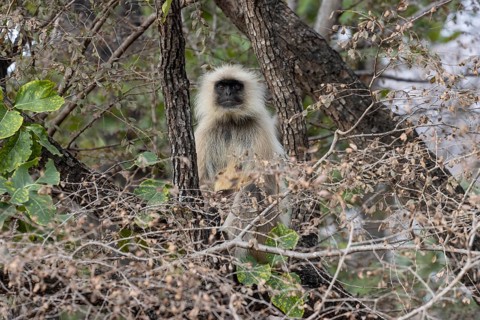 Gray langur (Semnopithecus entellus), sitting on a tree in the wild, in the Ranthambore National