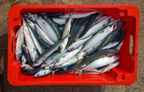 Close up of freshly caught mackerel fish in red box viewed from above, Cornwall, England, United