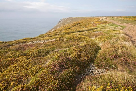 Yellow flowering common gorse and heather on St Agnes Head, Cornwall, England, United Kingdom,