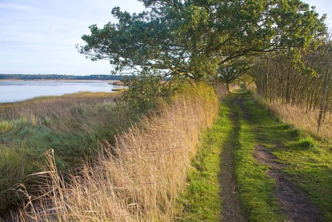 Walberswick National Nature reserve wetland environment marshes Blythburgh, Suffolk, England,