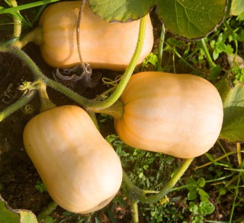 Butternut squash plant growing viewed from above, UK