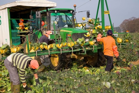 A team of field workers for Staples company harvesting vegetables at Iken, Suffolk, England, United