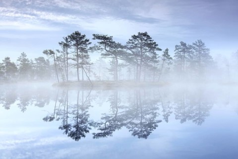 Bog with Scots pine trees in morning mist reflected in pond at Knuthoejdsmossen, nature reserve
