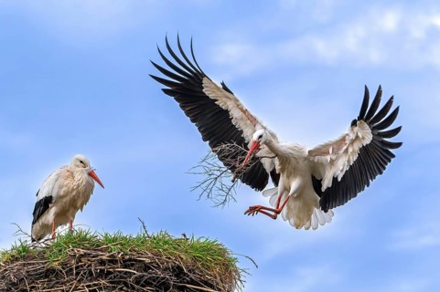 White stork (Ciconia ciconia) female rests while nest building and male landing with big branch in