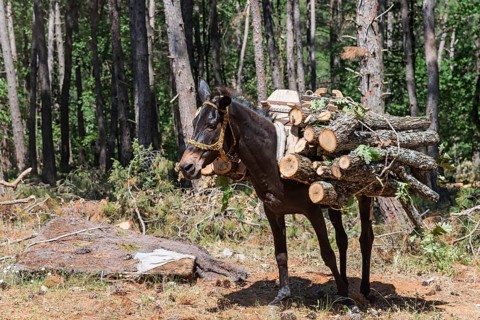 Mule carrying a pile of logs through a sparse forest, near Soufli, Eastern Macedonia and Thrace,
