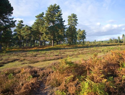 Heathland vegetation in autumn on Sutton Heath, Sandlings heathland, Suffolk, England, United