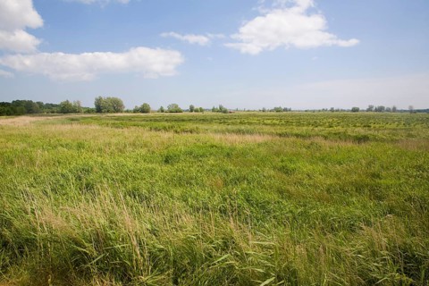 Castle marshes in the River Waveney flood plain, near Barnby, Suffolk, England, United Kingdom,