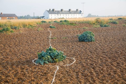 Row of white houses, Coastguard Cottages, at Shingle Street, Suffolk, England, United Kingdom,