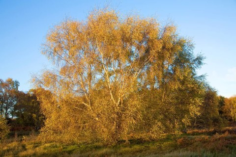 Silver birch tree in autumn leaf colours on heathland near Snape, Suffolk, England, United Kingdom,