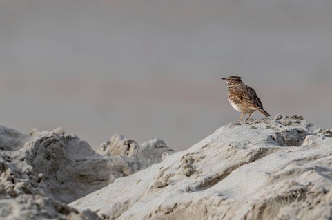 Central European crested lark (Galerida cristata, Alauda cristata) with lowered crest feathers in