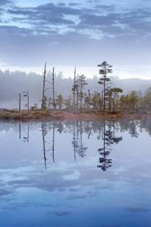 Bog with Scots pine trees reflected in water of pond at Knuthoejdsmossen, nature reserve near