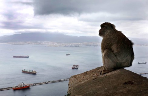 A Gibraltar monkey on the strategically coveted rock. They are the only free-living monkeys in