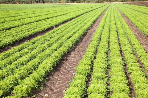 Lettuce crop growing in field near Hollesley, Suffolk, England, United Kingdom, Europe