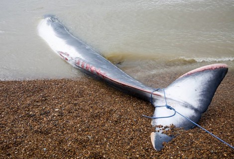 Fin Whale, Balaenoptera physalus, washed up dead on Shingle Street, Suffolk, England, United
