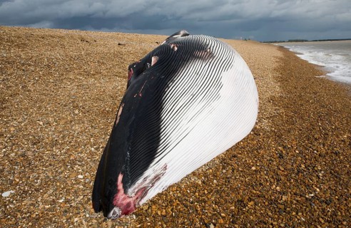 Fin Whale, Balaenoptera physalus, washed up dead on Shingle Street, Suffolk, England, United
