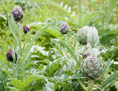 Cynara cardunculus, globe artichoke plant growing in Suffolk garden, England, United Kingdom,