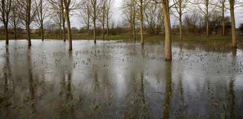 Salix Alba Caerulea, cricket bat willow trees in flood water on River Deben flood plain wetland,