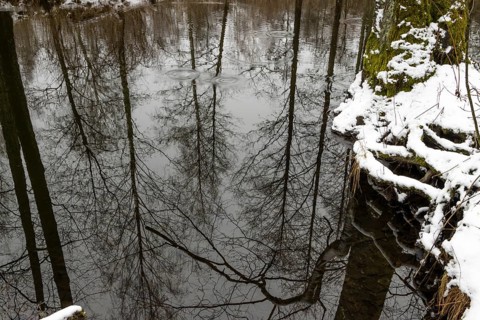 Sapina River and the riparian forest, the swamp, partially reflecting in the slowly flowing water,