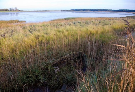 Walberswick National Nature reserve wetland environment marshes Blythburgh, Suffolk, England,