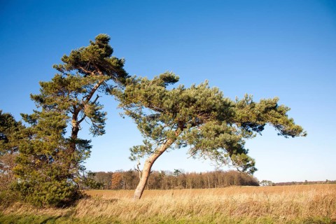 Scots pine tree bent by wind against blue sky, Ramsholt, Suffolk, England, United Kingdom, Europe