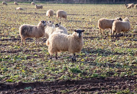 Sheep graze field of brassica stalks, Boyton, Suffolk, England, United Kingdom, Europe