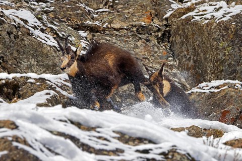 Two chamois (Rupicapra rupicapra) males fighting in rock face in winter during the rut in the