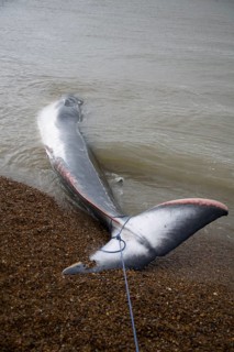 Fin Whale, Balaenoptera physalus, washed up dead on Shingle Street, Suffolk, England, United