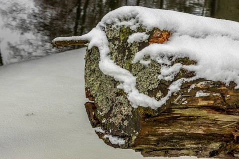 Decaying wood log and a piece of a silver birch bark, partially overgrown with moss and lichen,