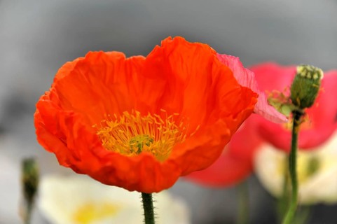 Poppy flowers (Papaver rhoeas), flower meadow, Lake Geneva, Montreux, Canton of Vaud, Switzerland,