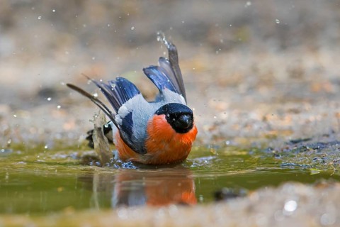 Eurasian bullfinch, common bullfinch (Pyrrhula pyrrhula) male bathing in shallow water of pond,